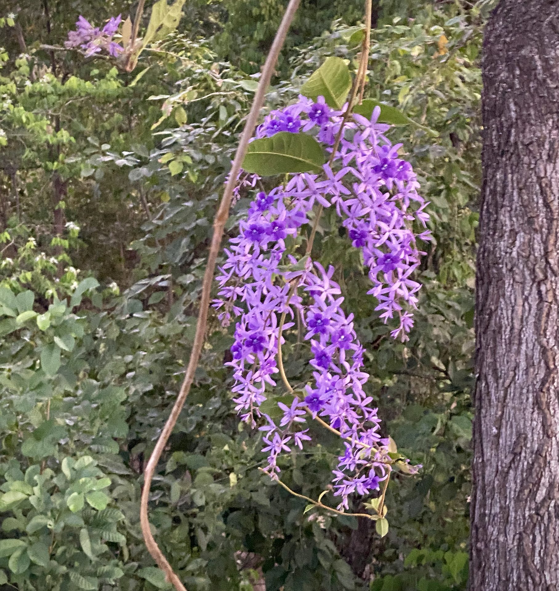 Tropical-wisteria (Petrea volubilis) — The Sanctuary Estate, Nosara, Costa Rica
