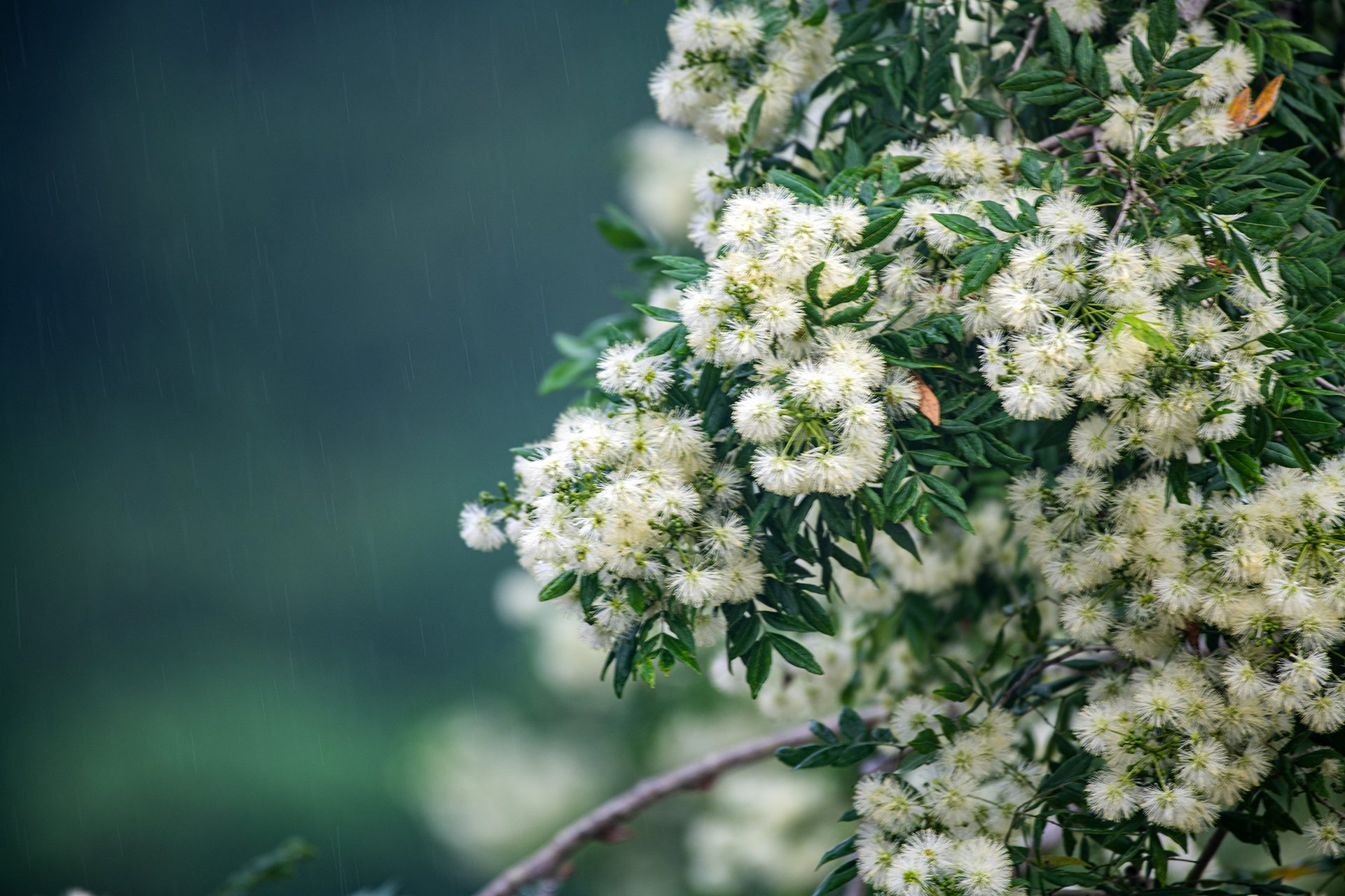 Australian-honey (Myrtle melaleuca) — The Sanctuary Estate, Nosara, Costa Rica