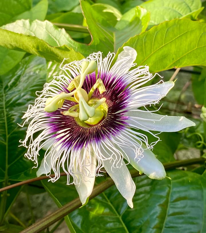 Passionflower (Passiflora edulis) — The Sanctuary Estate, Nosara, Costa Rica