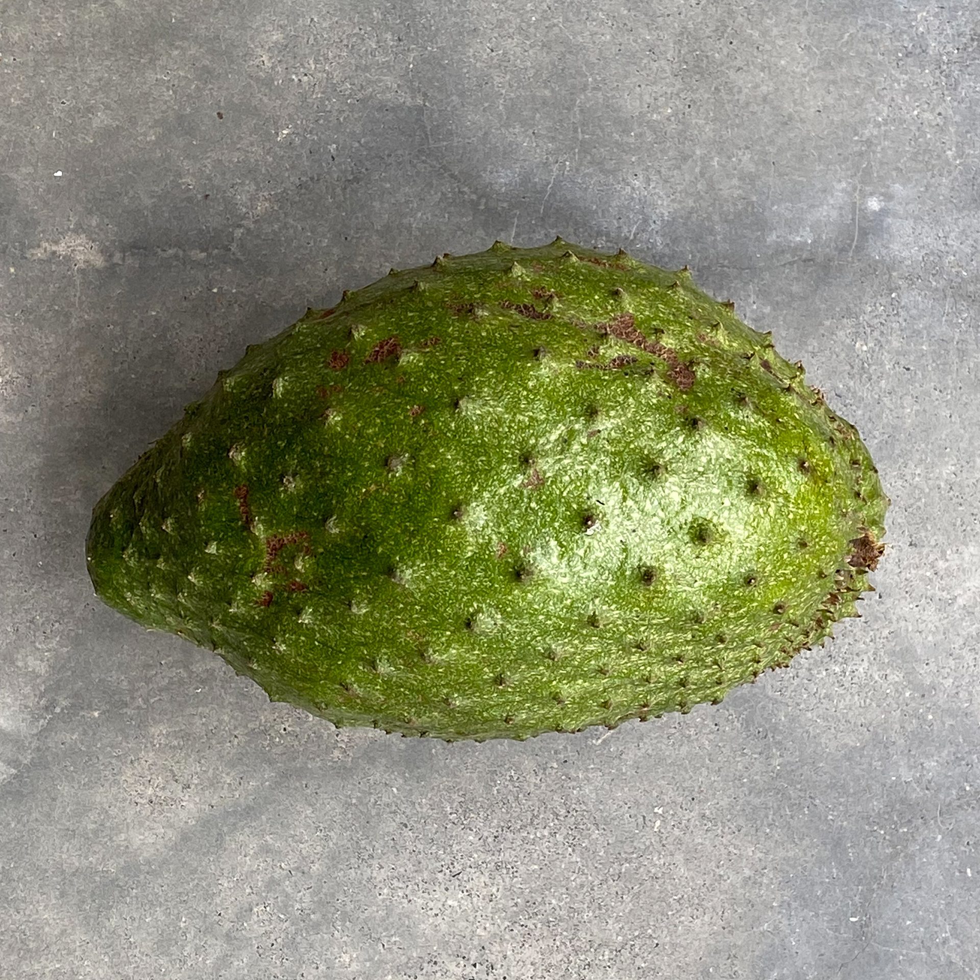 Soursop (Annona muricata) — The Sanctuary Estate, Nosara, Costa Rica