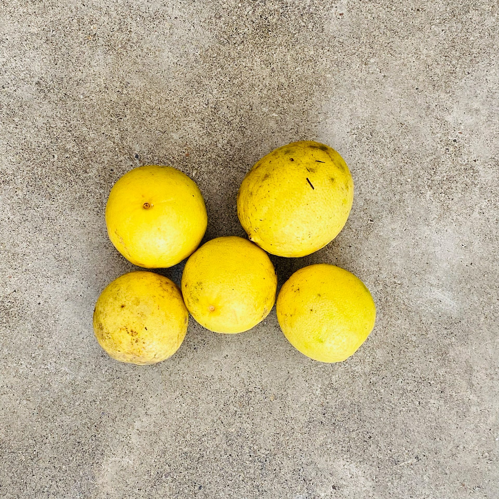 Lemons ripening in the orchard at The Sanctuary Estate, Nosara, Costa Rica