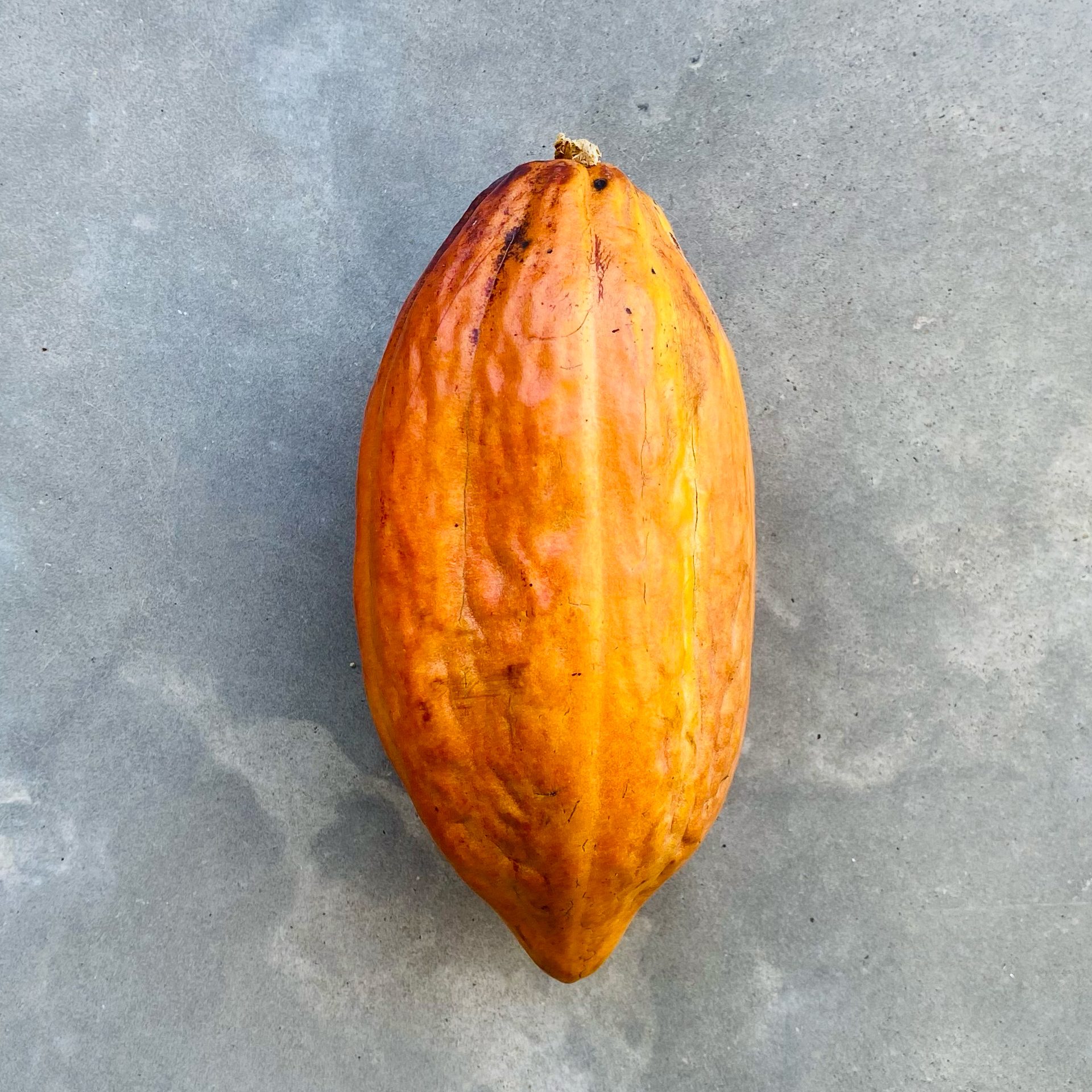 Cacao (Theobroma cacao) — The Sanctuary Estate, Nosara, Costa Rica