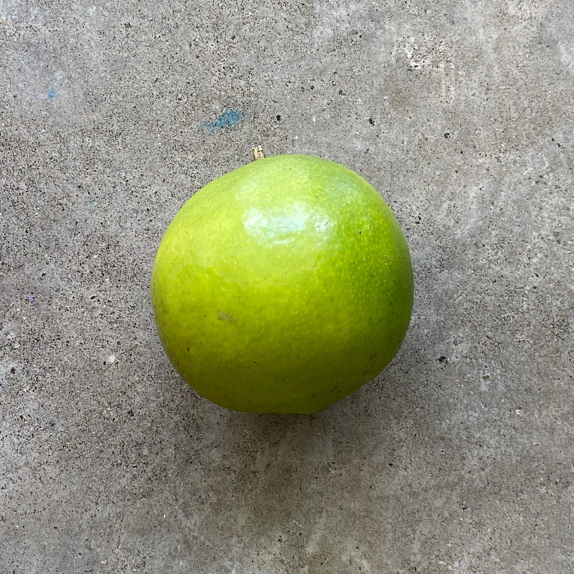 Lime (Citrus aurantiifolia) — The Sanctuary Estate, Nosara, Costa Rica