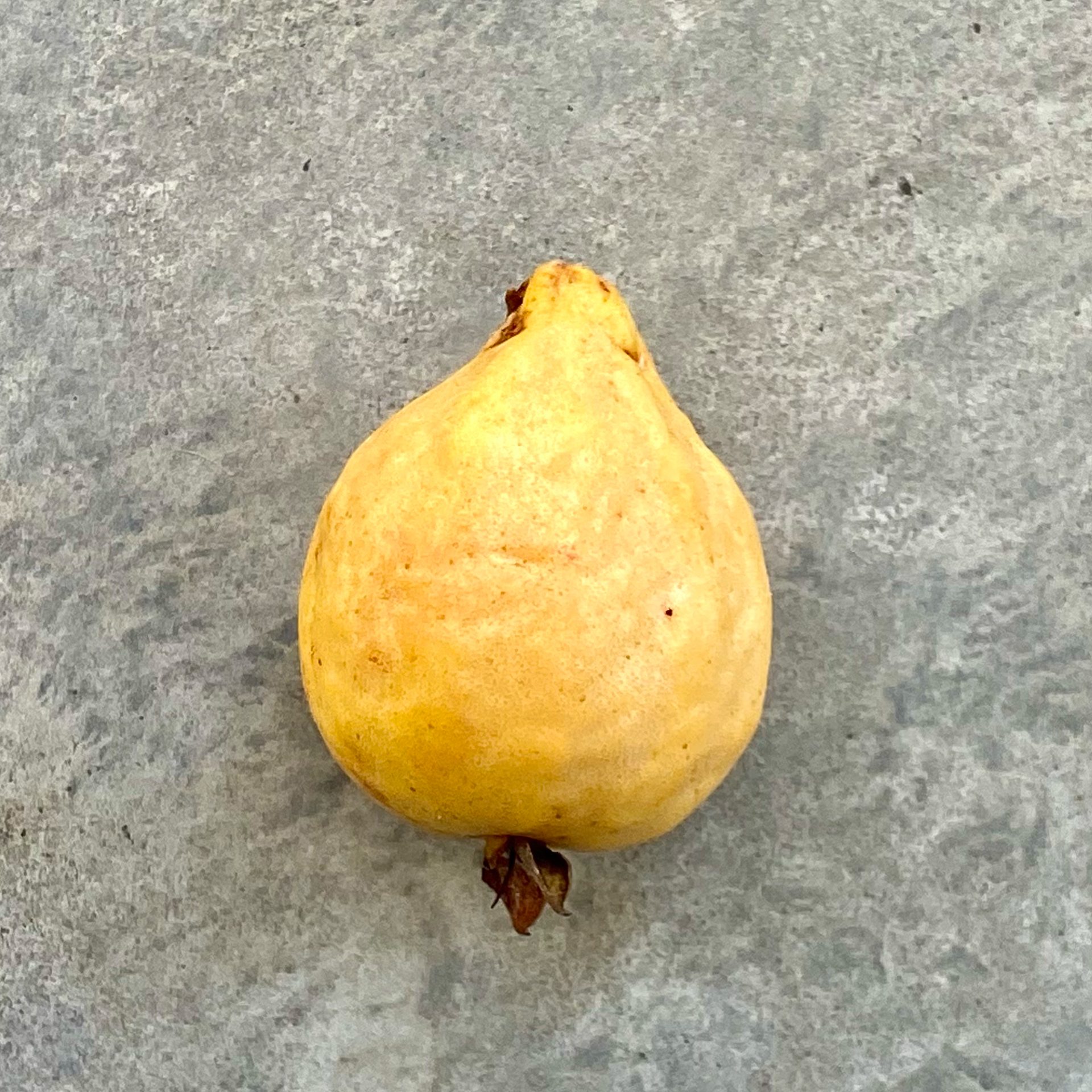 Guava (Psidium guajava) — The Sanctuary Estate, Nosara, Costa Rica