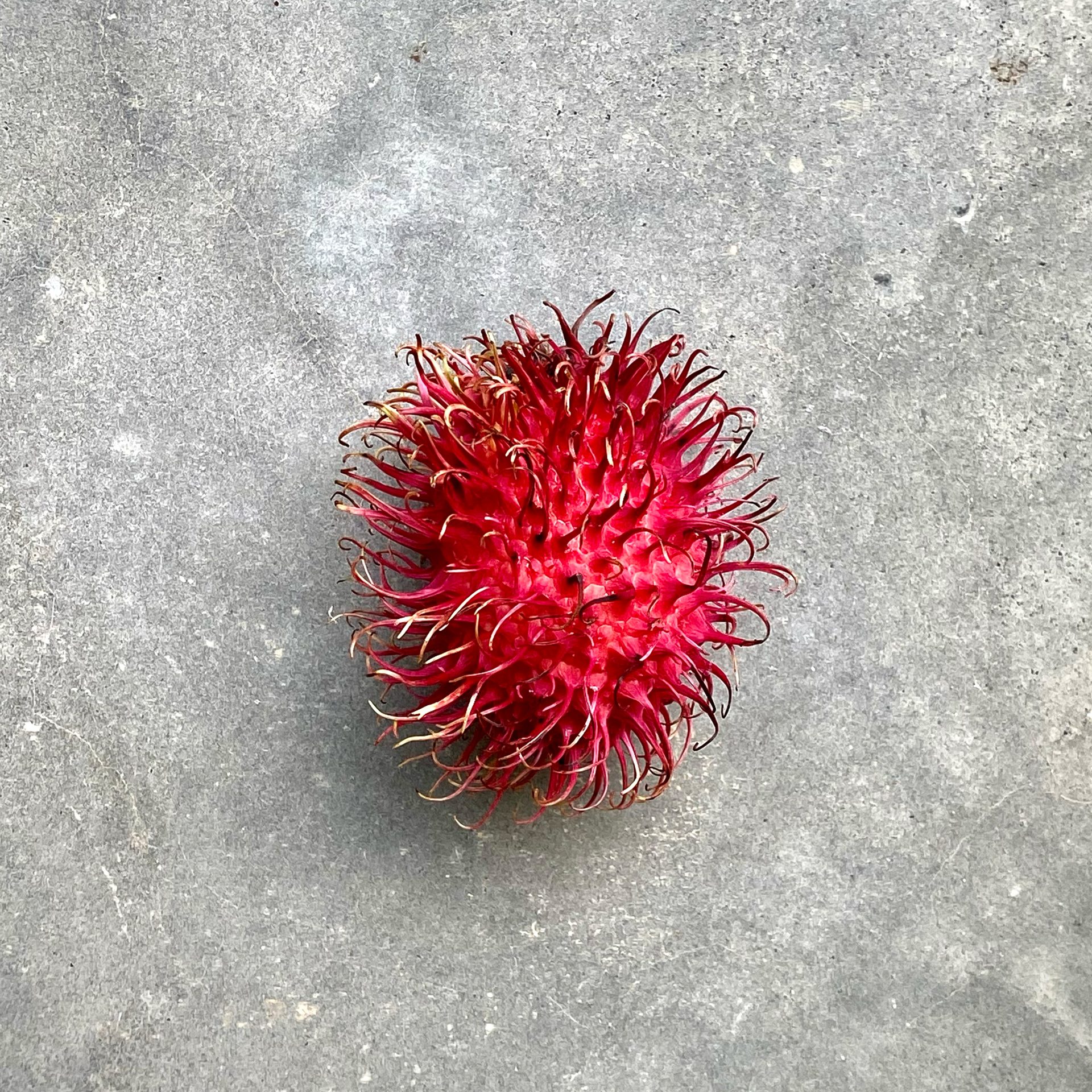 Ripe rambutan on the tree in the estate orchard, The Sanctuary Estate, Nosara, Costa Rica