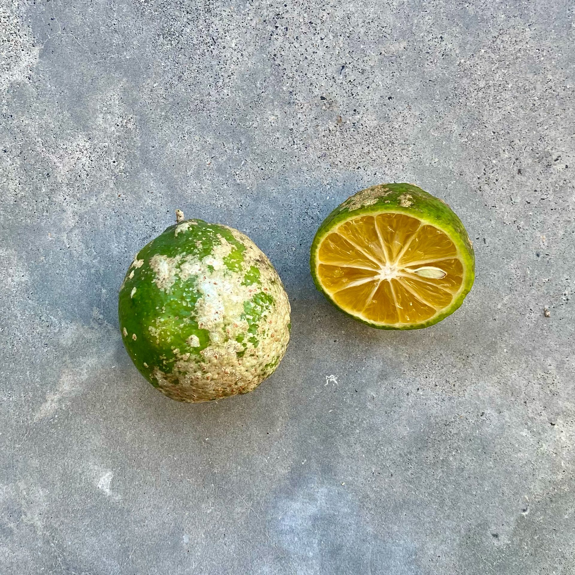 Mandarin-lime (Citrus limonia) — The Sanctuary Estate, Nosara, Costa Rica