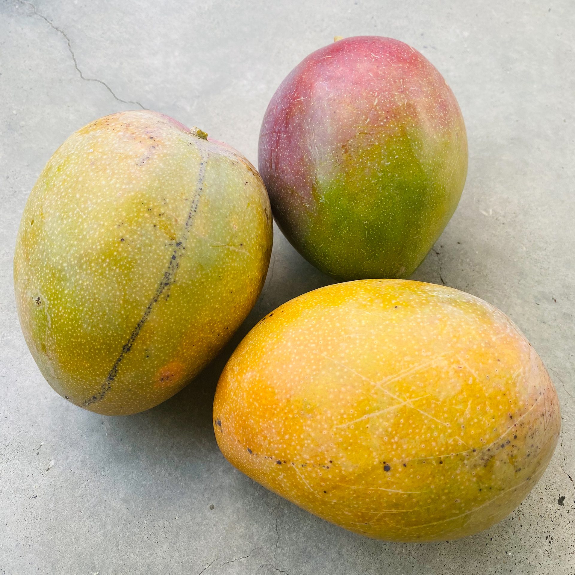 Mangoes (Mangifera indica) — The Sanctuary Estate, Nosara, Costa Rica