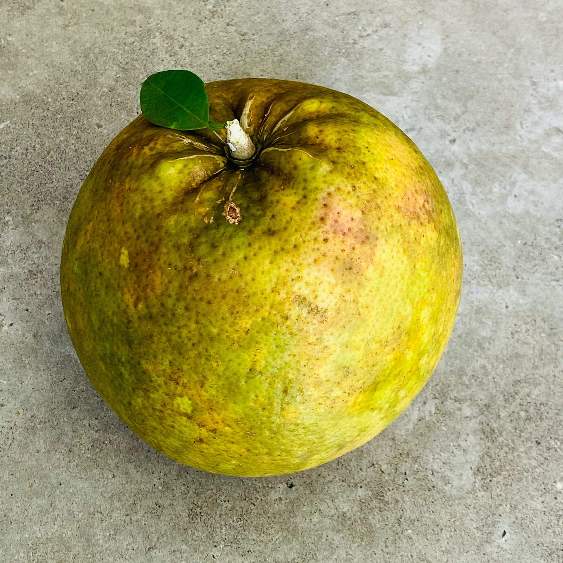 Pomelo (Citrus maxima) — The Sanctuary Estate, Nosara, Costa Rica