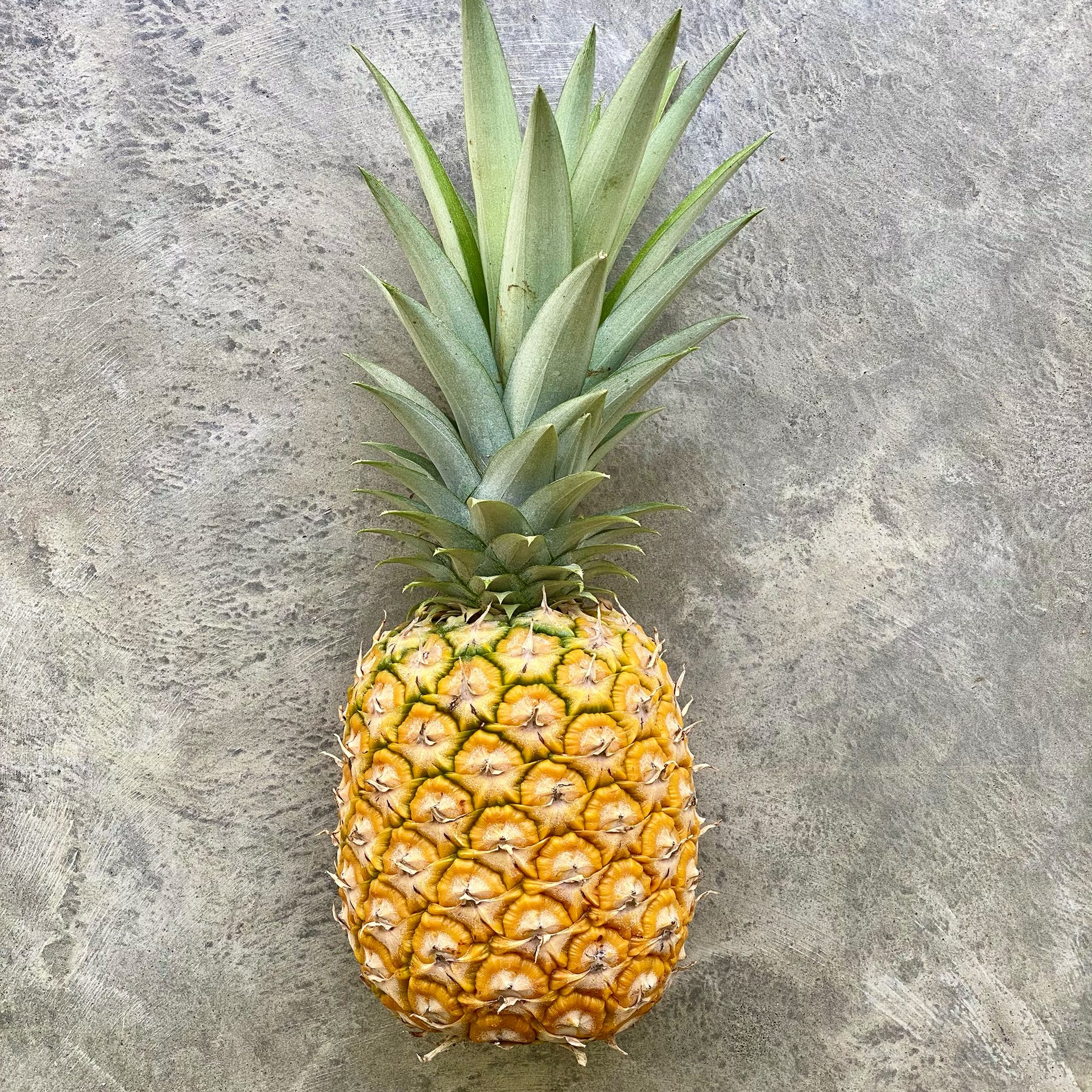 Pineapple (Ananas comosus) — The Sanctuary Estate, Nosara, Costa Rica
