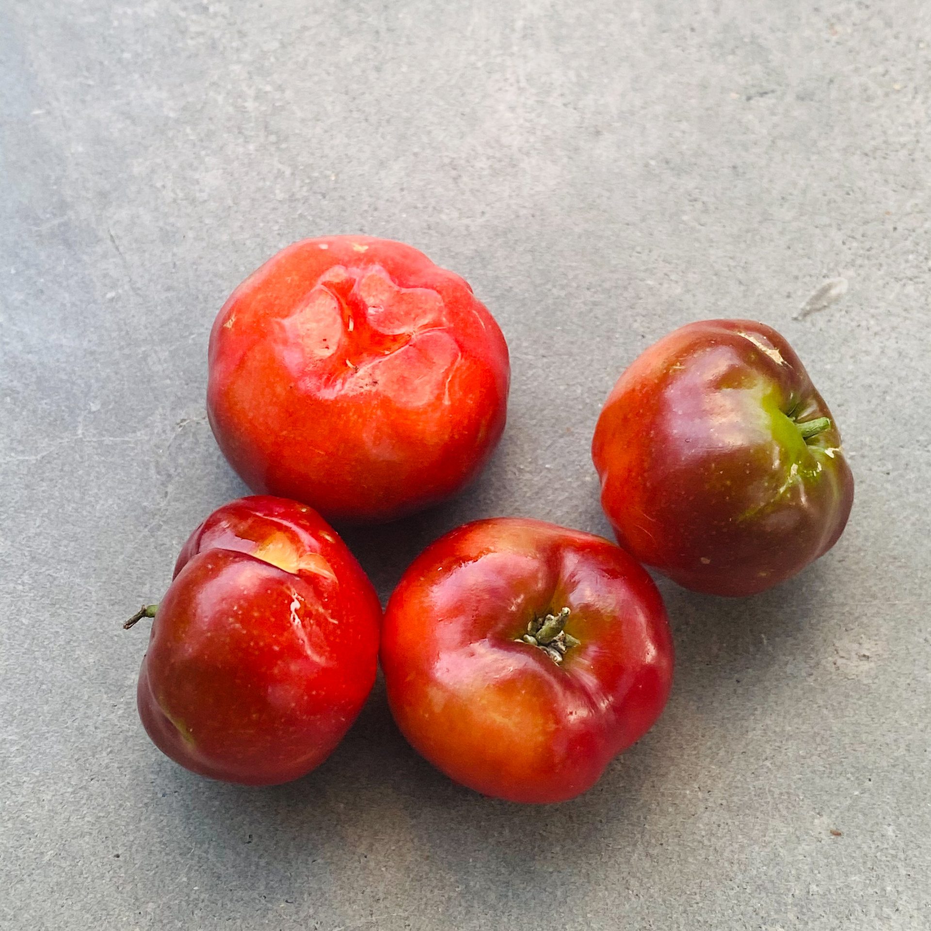Acerola-cherry (Malpighia emarginata) — The Sanctuary Estate, Nosara, Costa Rica
