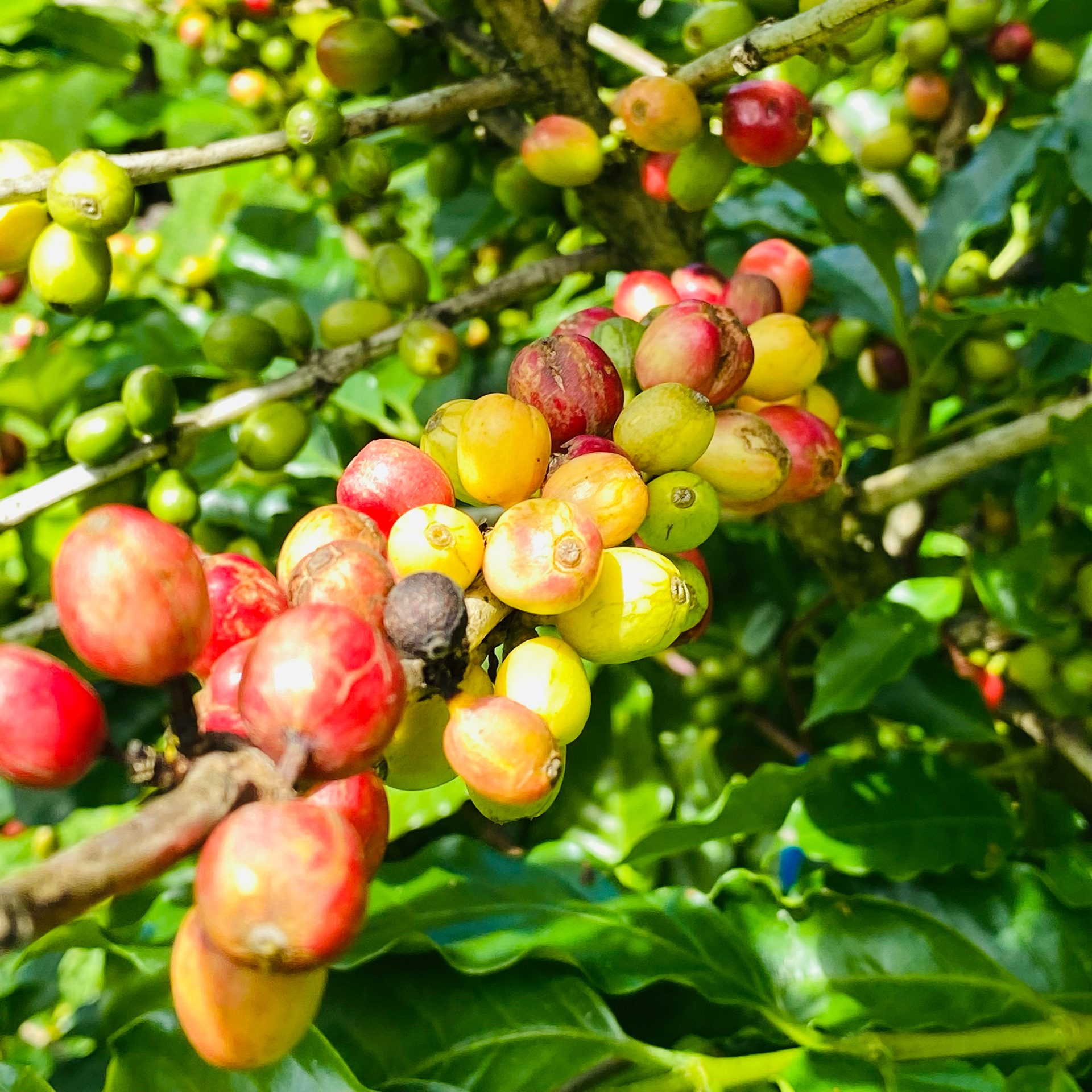 Coffee (Coffea arabica) — The Sanctuary Estate, Nosara, Costa Rica