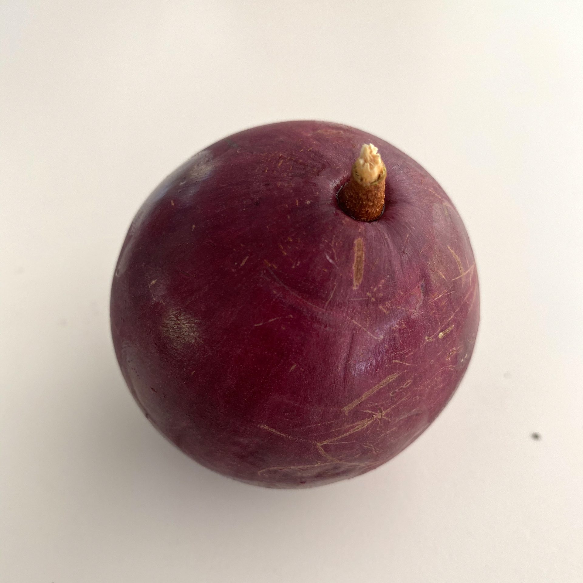 Star-apple (Chrysophyllum cainito) — The Sanctuary Estate, Nosara, Costa Rica