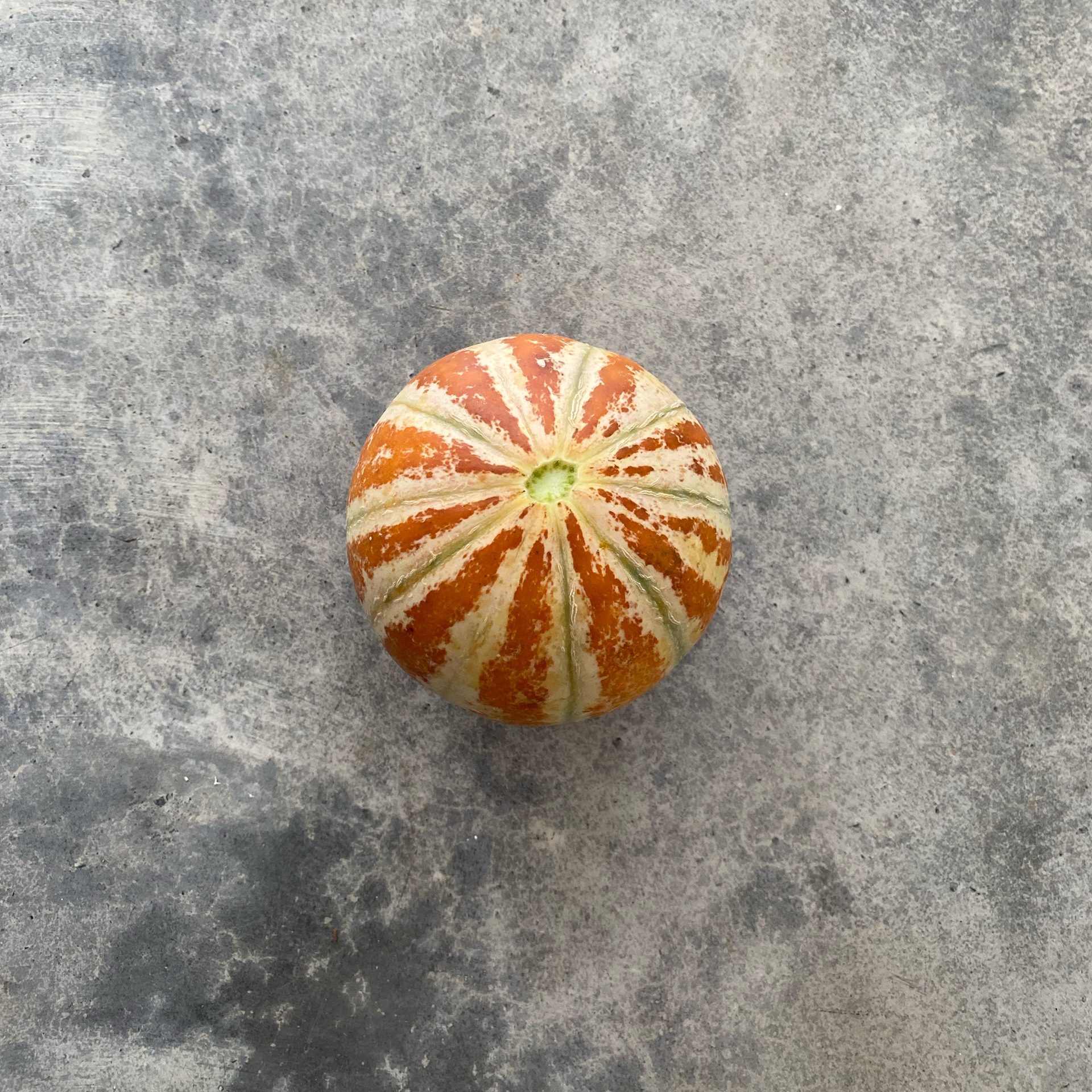 Kajari-melon (Cucumis melo) — The Sanctuary Estate, Nosara, Costa Rica