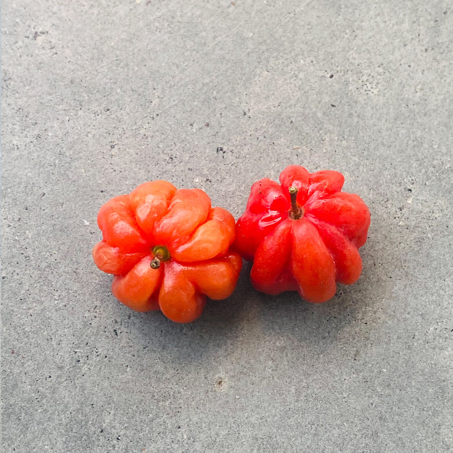Surinam-cherry (Eugenia uniflora) — The Sanctuary Estate, Nosara, Costa Rica