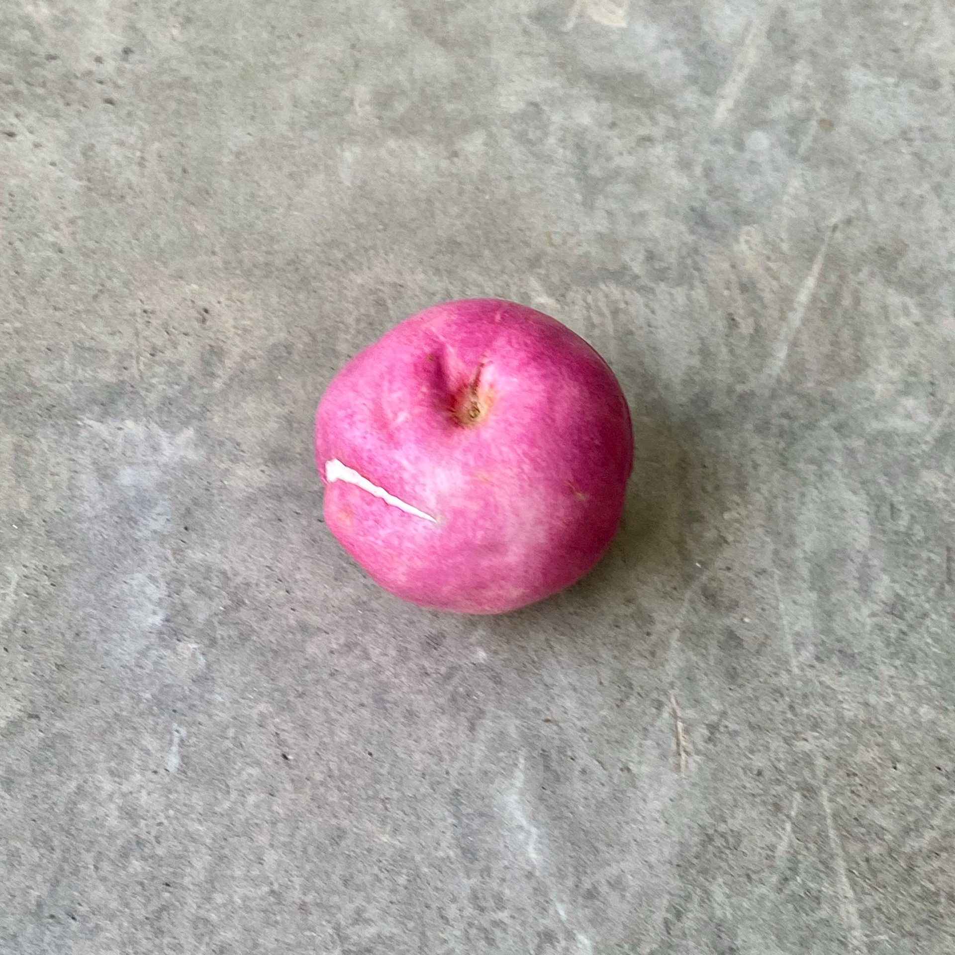 Coco-plum (Chrysobalanus icaco) — The Sanctuary Estate, Nosara, Costa Rica