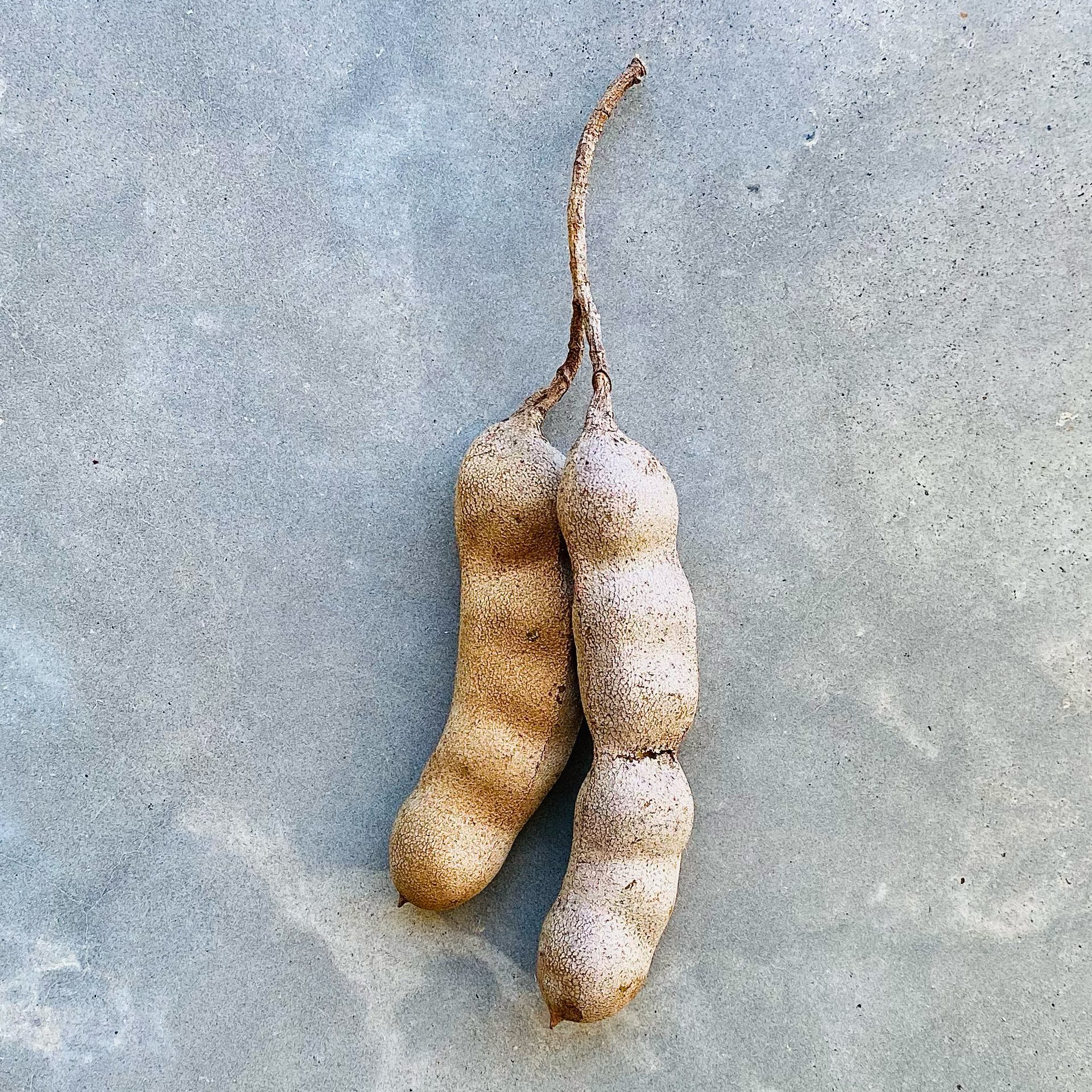 Tamarind (Tamarindus indica) — The Sanctuary Estate, Nosara, Costa Rica