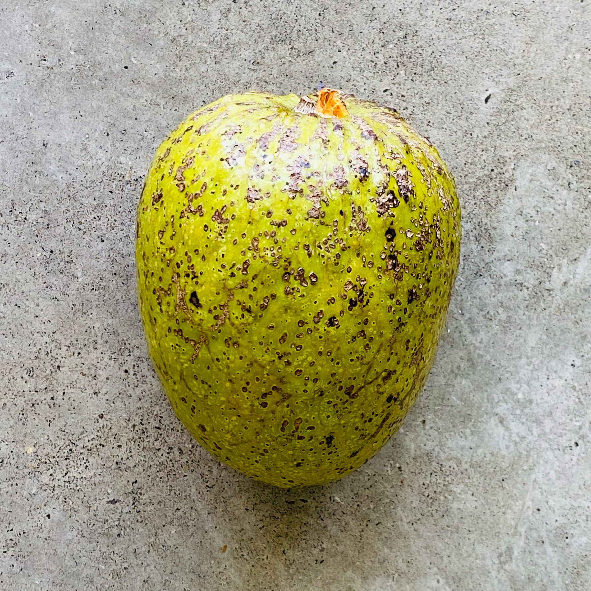 Lowland-cherimoya (Annona reticulata) — The Sanctuary Estate, Nosara, Costa Rica