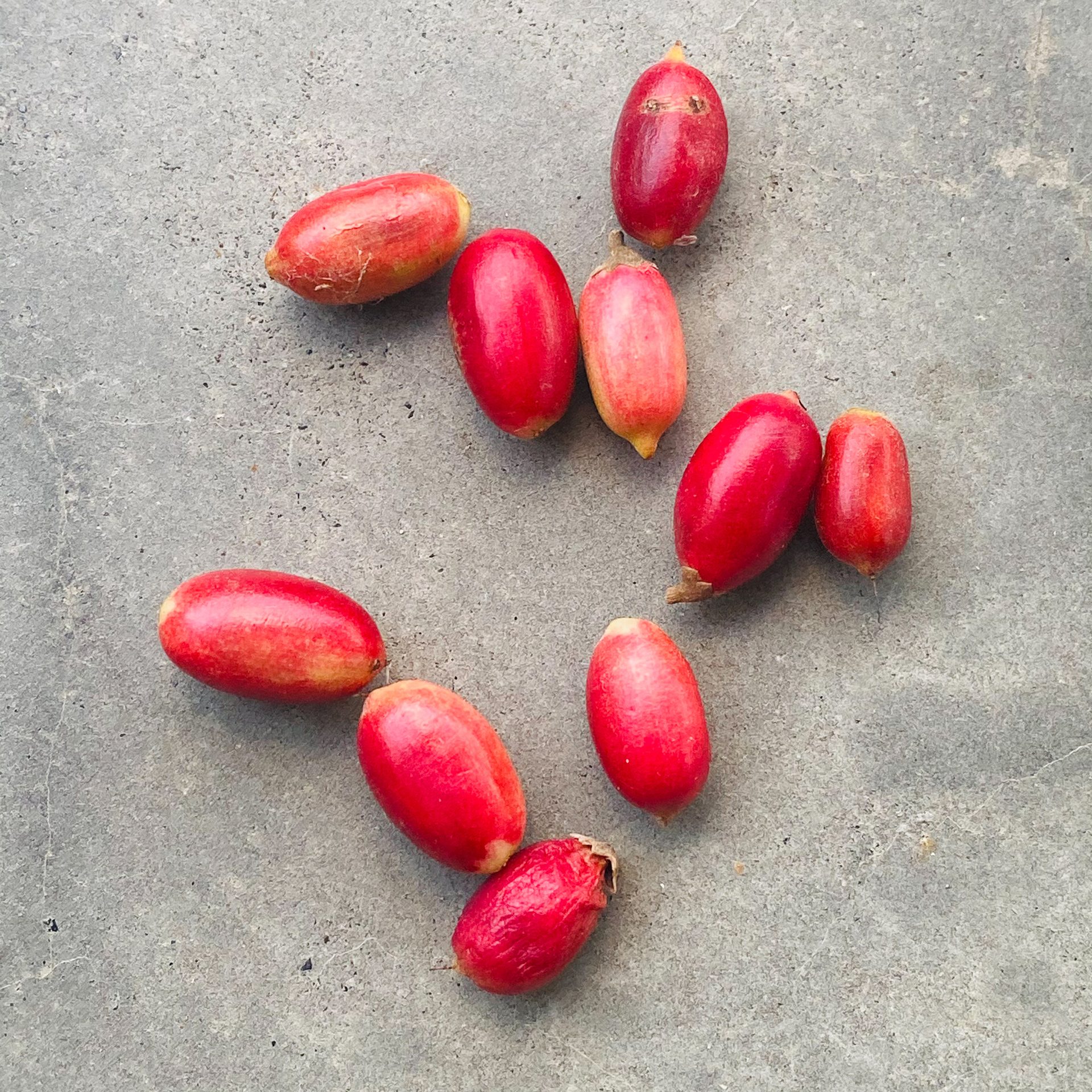 Miracle-fruit (Synsepalum dulcificum) — The Sanctuary Estate, Nosara, Costa Rica
