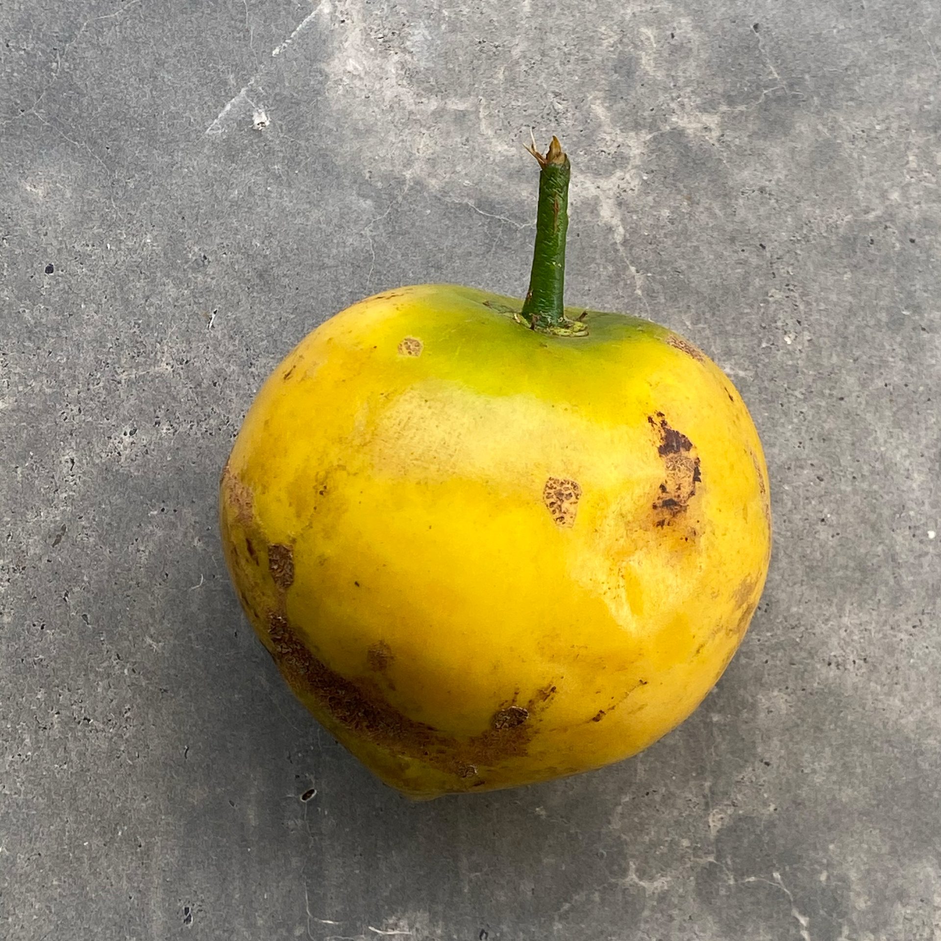 Yellow-mangosteen (Garcinia dulcis) — The Sanctuary Estate, Nosara, Costa Rica