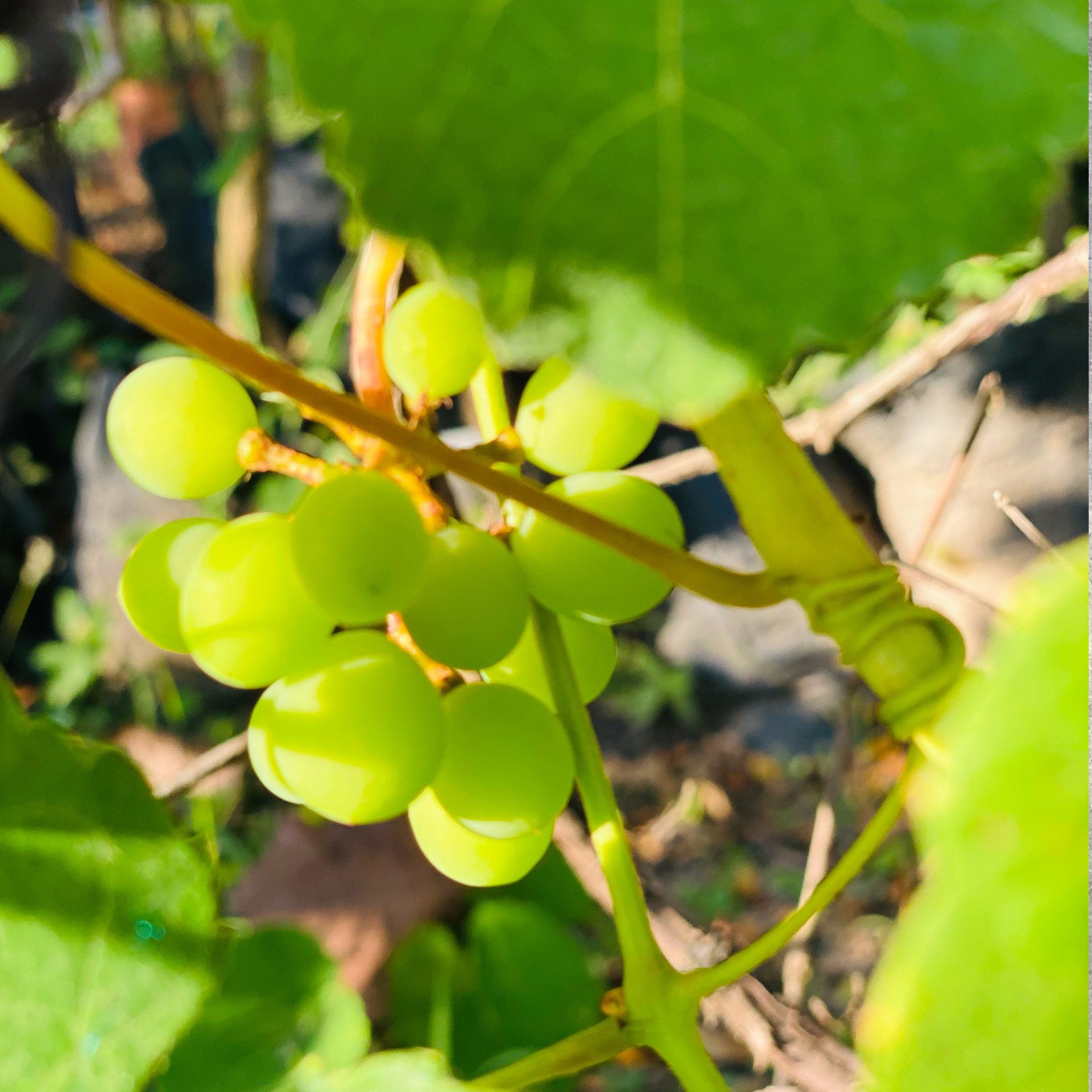Grapes (Vitis vinifera) — The Sanctuary Estate, Nosara, Costa Rica