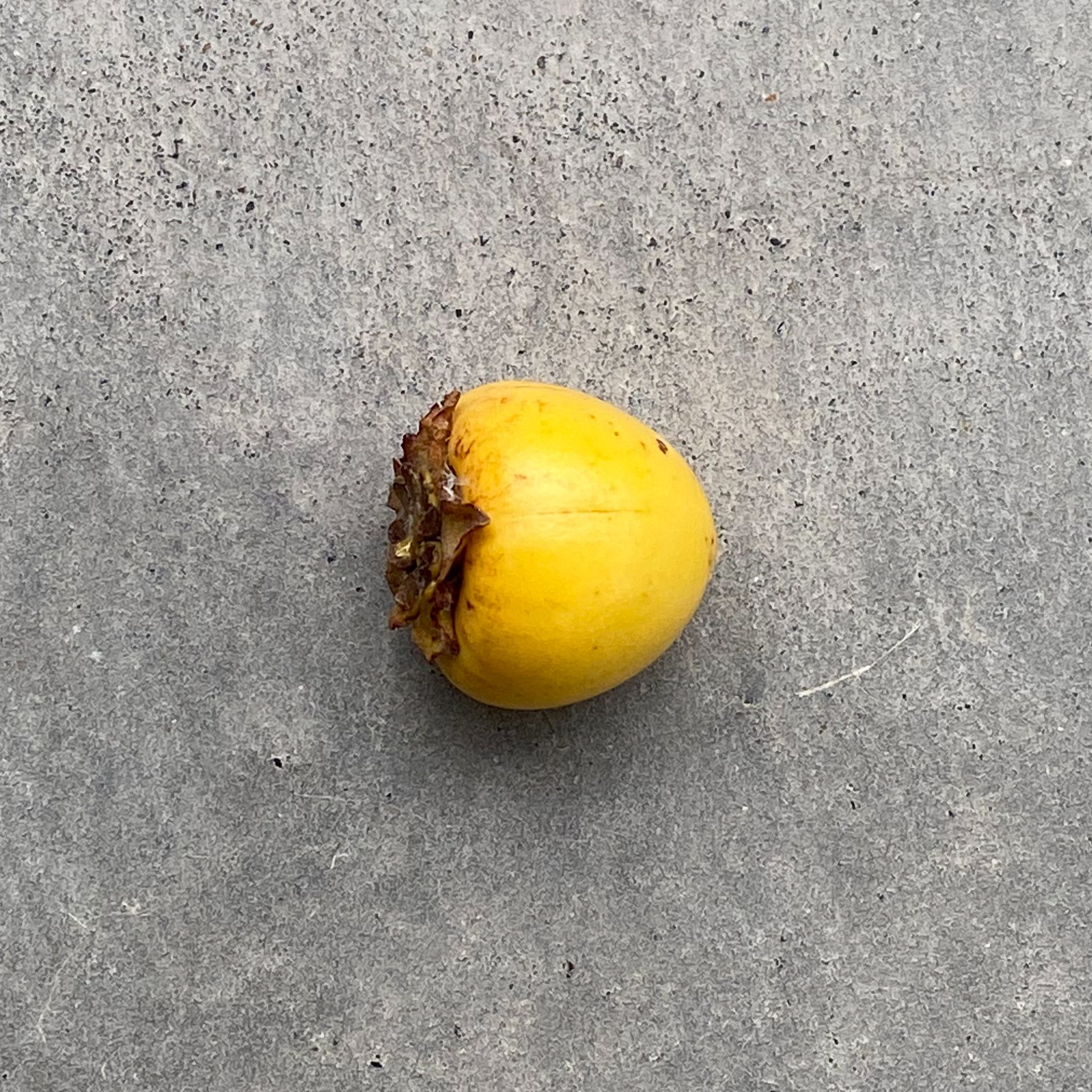 Nance (Byrsonima crassifolia) — The Sanctuary Estate, Nosara, Costa Rica