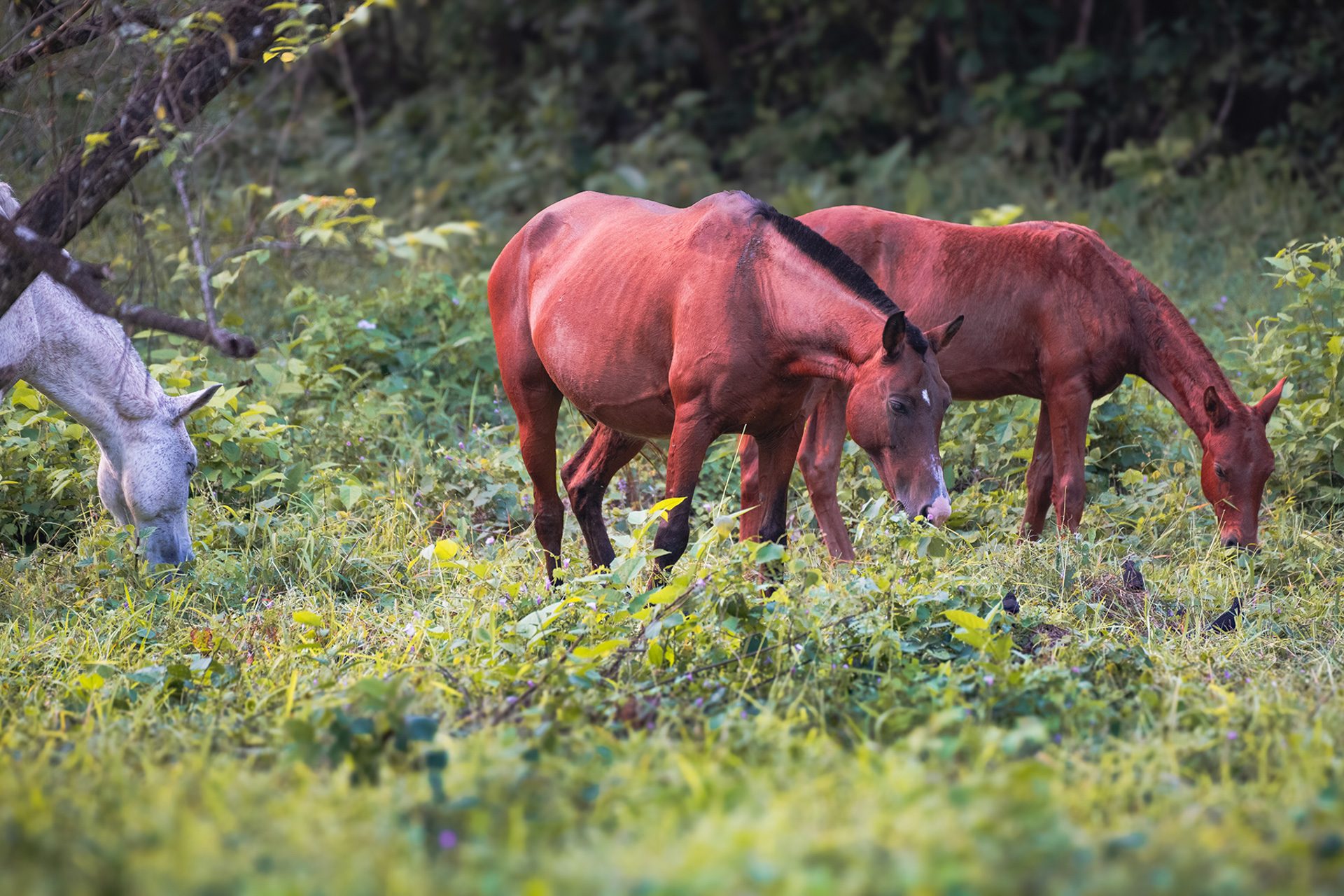 Horses grazing on green estate pastureland in the Nosara green season, Costa Rica