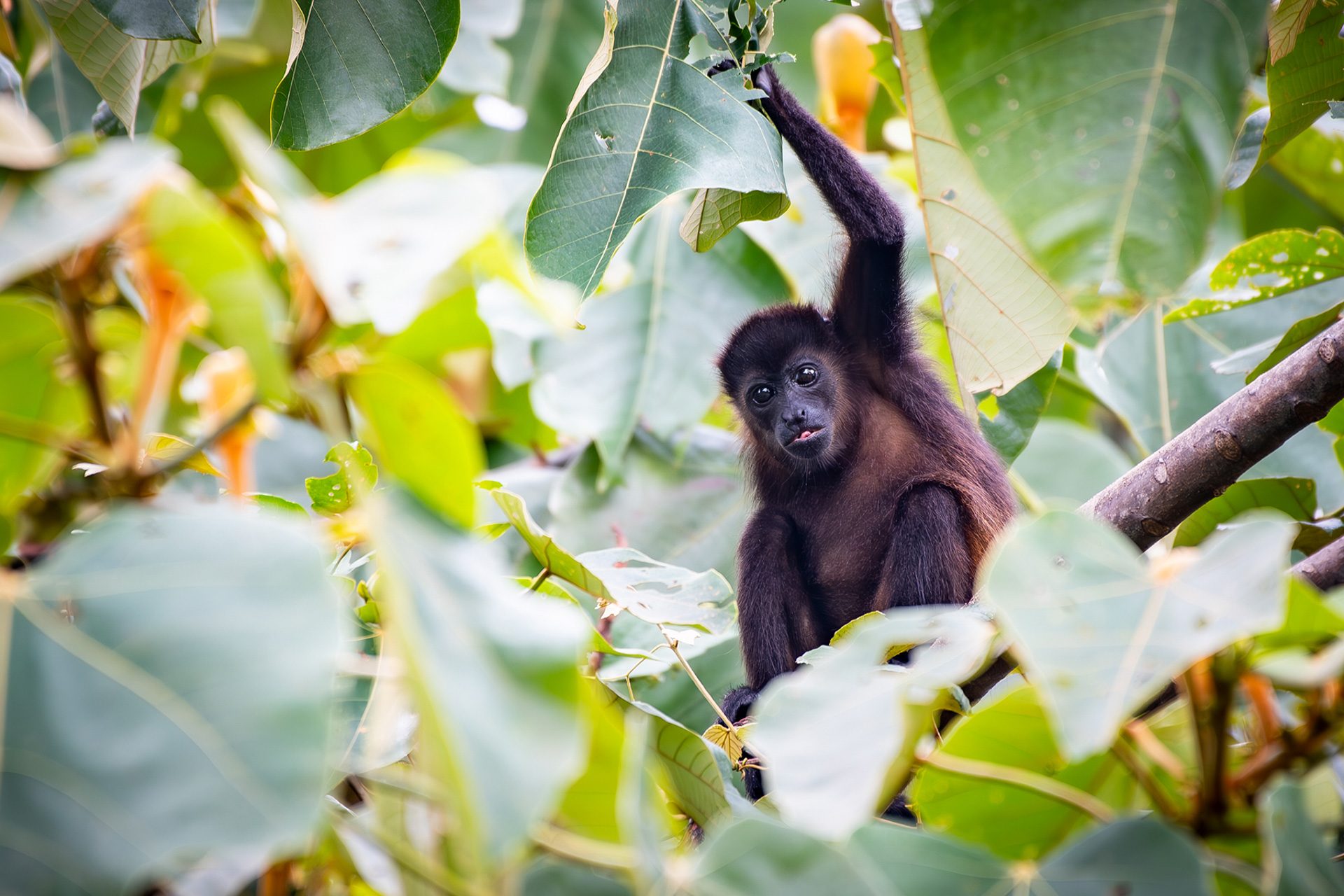 Wildlife — photo collection from The Sanctuary Estate, Nosara, Costa Rica