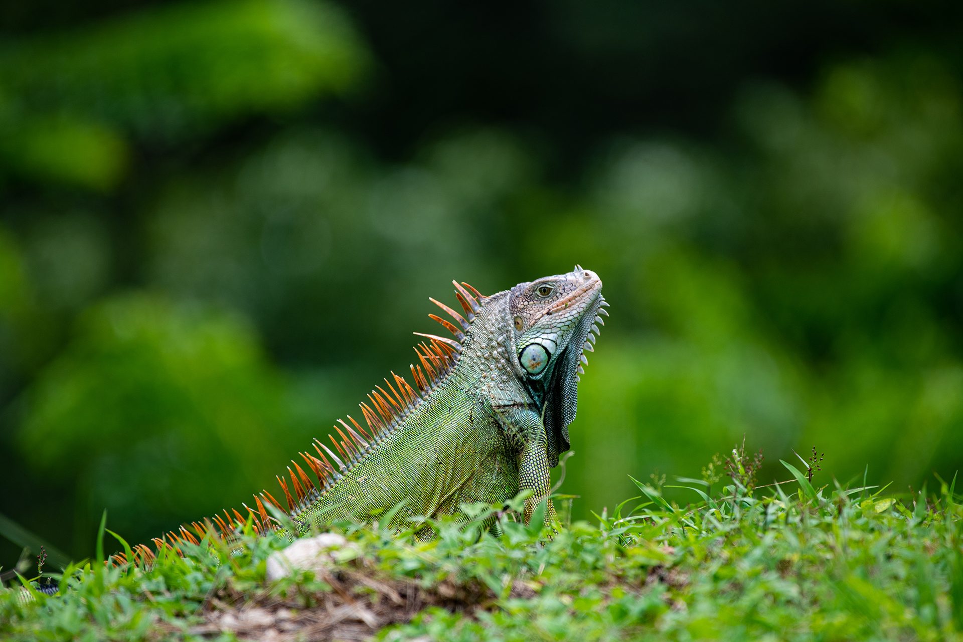 Green iguana — The Sanctuary Estate, Nosara, Costa Rica