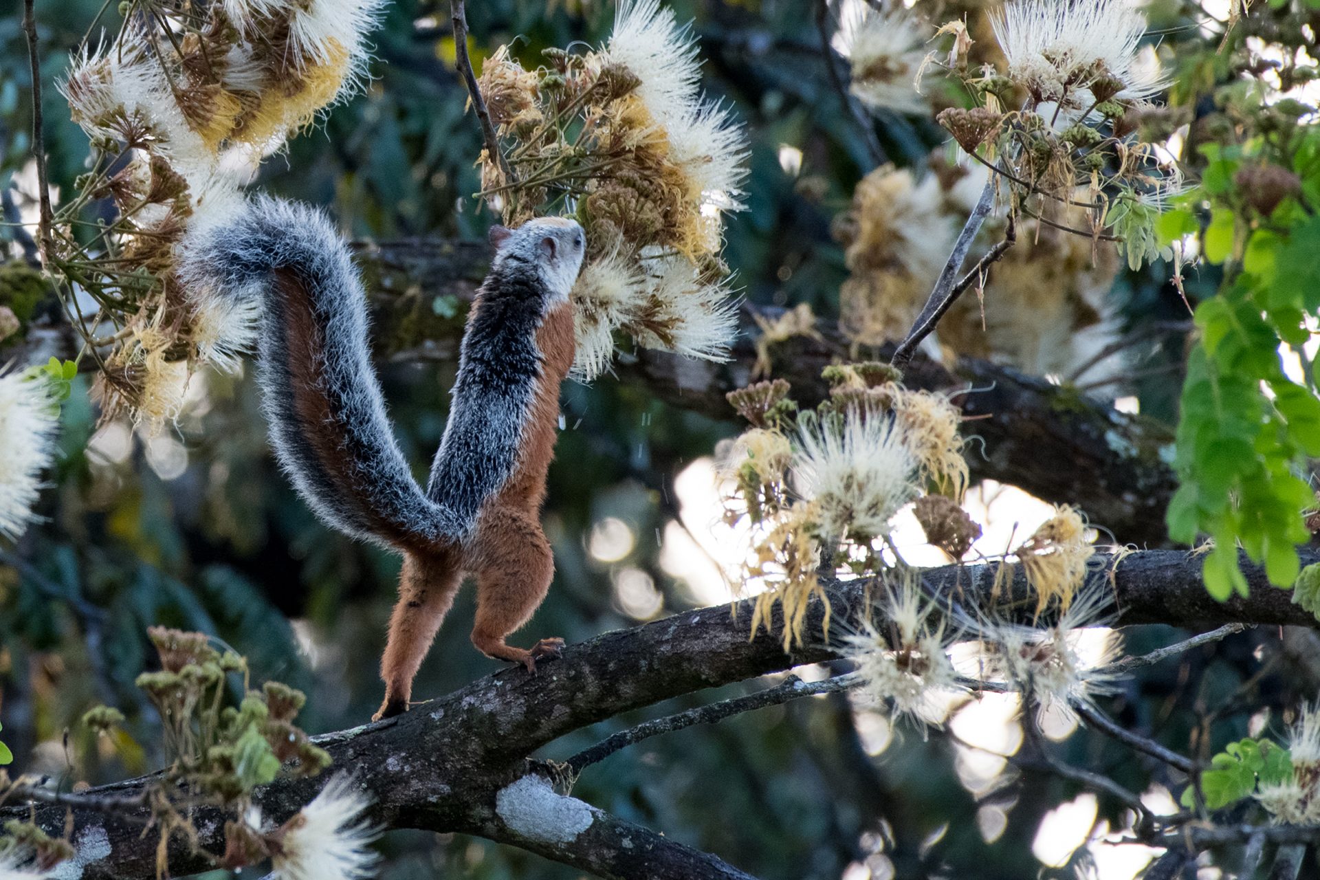 Variegated-squirrel (Sciurus variegatoides) — The Sanctuary Estate, Nosara, Costa Rica