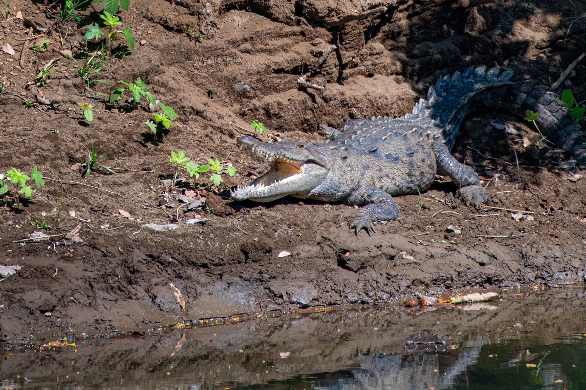 American-crocodile (Crocodylus acutus) — The Sanctuary Estate, Nosara, Costa Rica