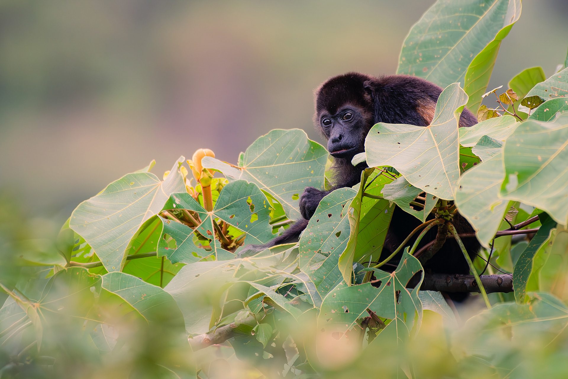 Mantled-howler-monkey (Alouatta palliata) — The Sanctuary Estate, Nosara, Costa Rica