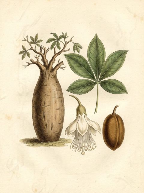 Botanical plate of the Baobab