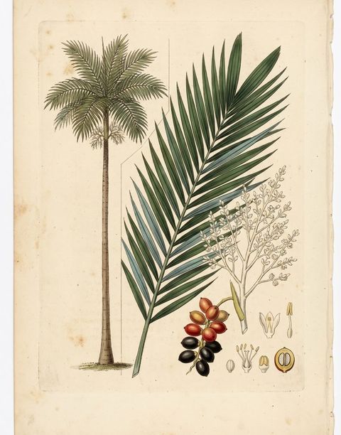 Botanical plate of the Carpentaria Palm