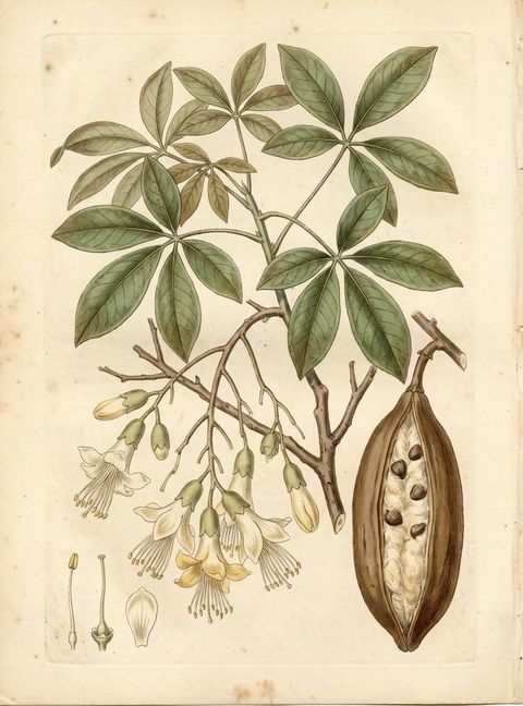 Botanical plate of the Kapok Tree