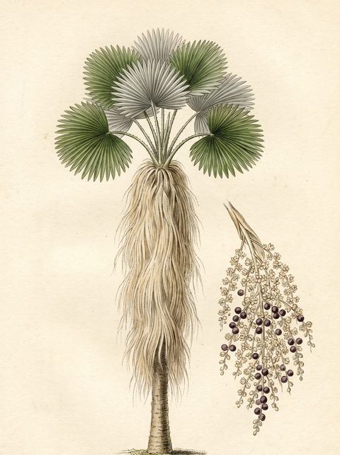 Botanical plate of the Old Man Palm