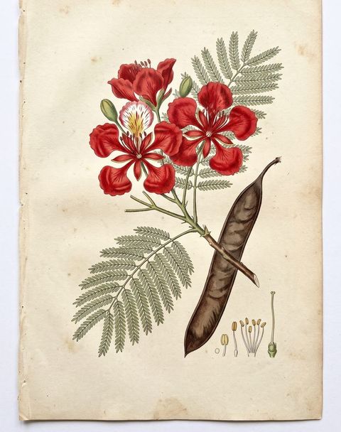 Botanical plate of the Royal Poinciana