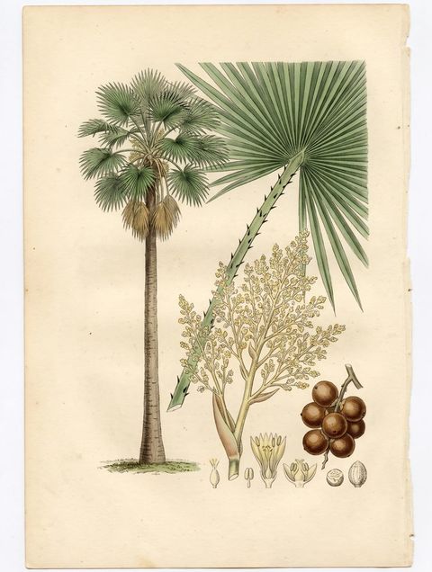 Botanical plate of the Talipot Palm
