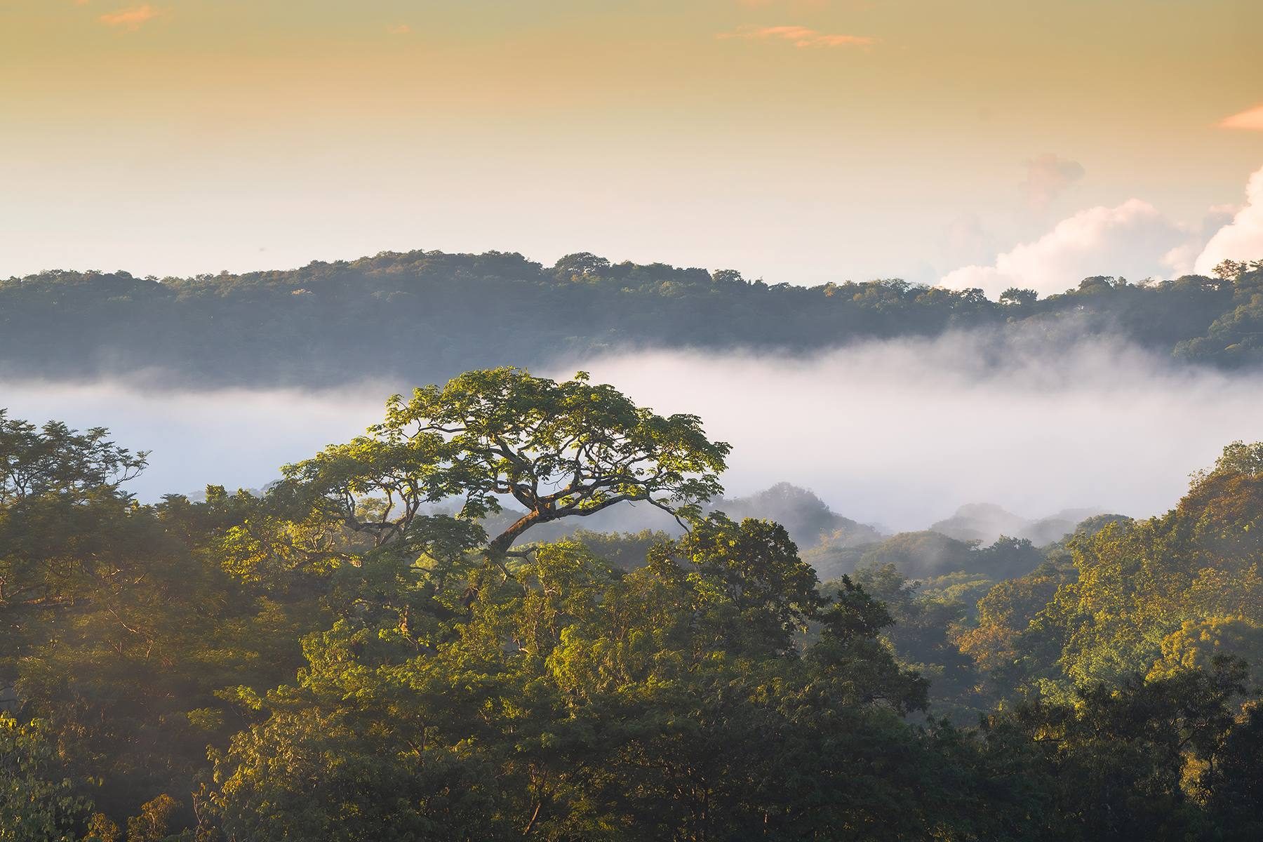 Mist rising over the estate canopy at dawn