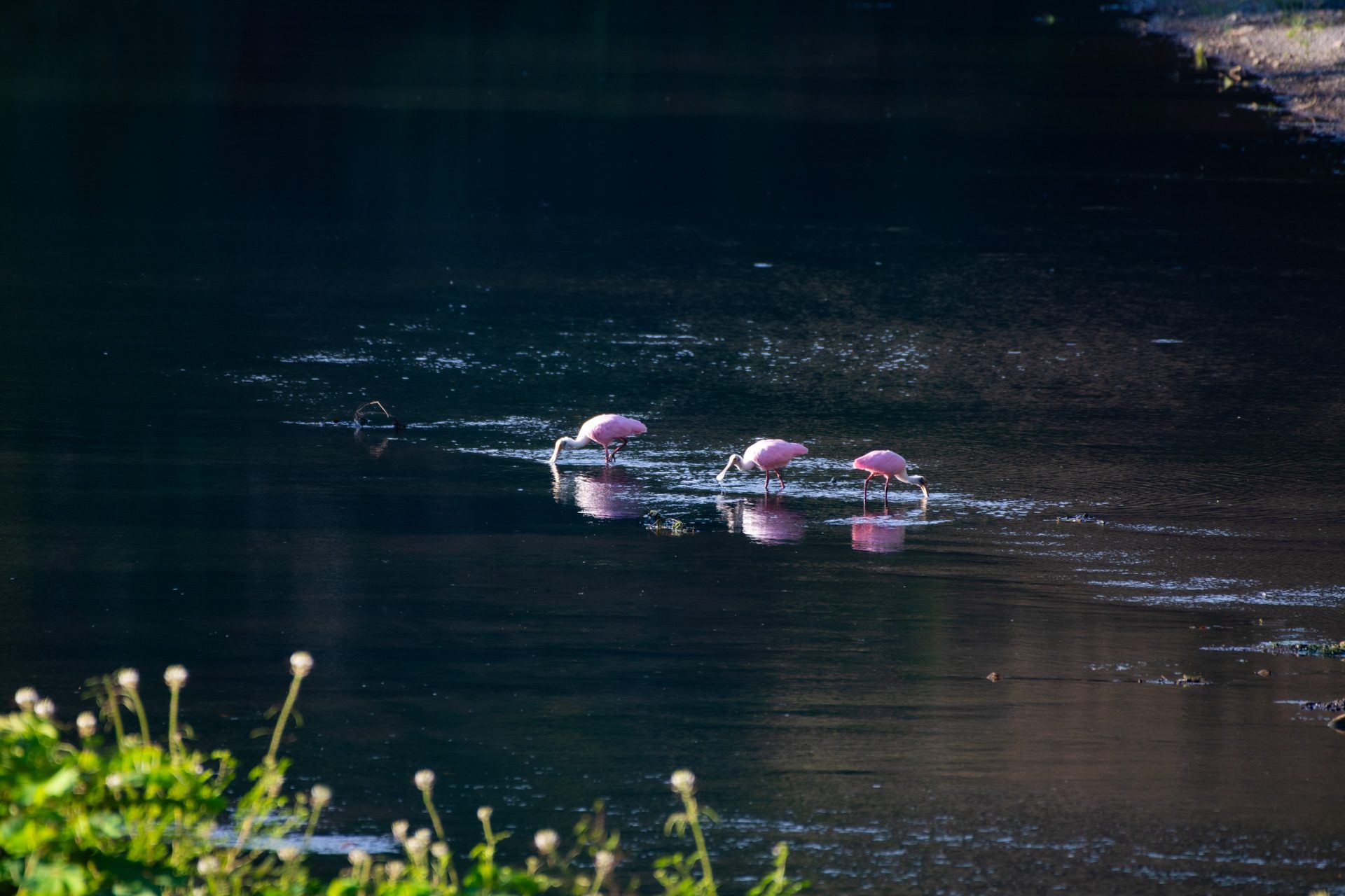 Roseate spoonbills feeding on the pond of the adjoining parcel